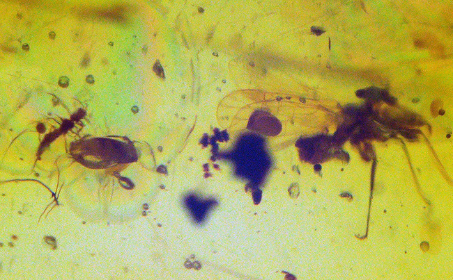 大きい、25ミリ級！多種多様な虫を含み、透明度も高い、非常に美しいバーマイト（Burmite）（その9）