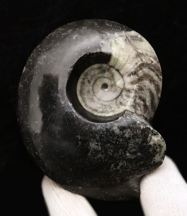 北アフリカ・モロッコの古生代デボン紀の地層から産出した、古型頭足類ゴニアタイト（Goniatite）の研磨標本（その1）