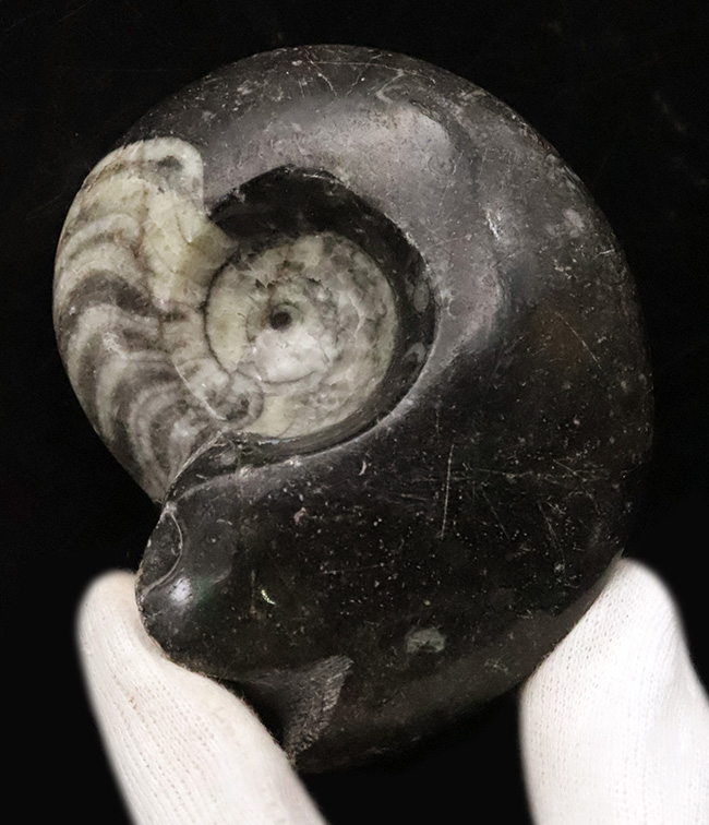 北アフリカ・モロッコの古生代デボン紀の地層から産出した、古型頭足類ゴニアタイト（Goniatite）の研磨標本（その2）