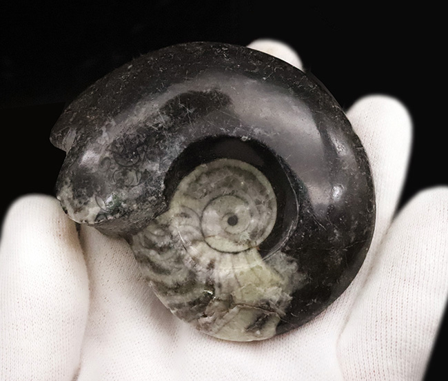 北アフリカ・モロッコの古生代デボン紀の地層から産出した、古型頭足類ゴニアタイト（Goniatite）の研磨標本（その3）