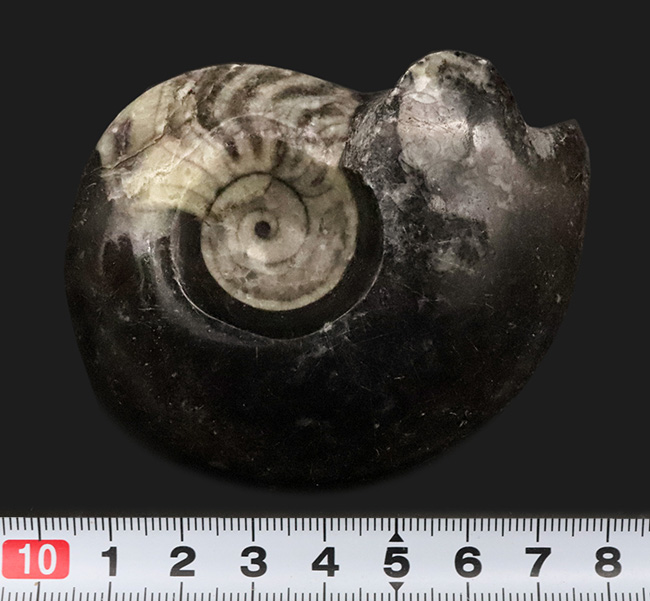 北アフリカ・モロッコの古生代デボン紀の地層から産出した、古型頭足類ゴニアタイト（Goniatite）の研磨標本（その6）