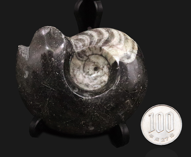 北アフリカ・モロッコの古生代デボン紀の地層から産出した、古型頭足類ゴニアタイト（Goniatite）の研磨標本（その7）
