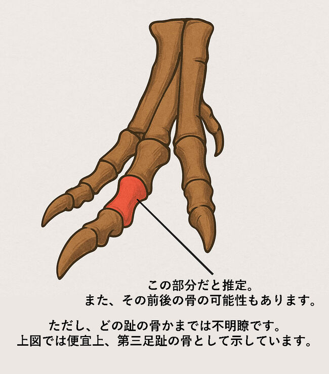 これ以上望めない、比類なき保存状態……肉厚で力強い印象を放つ、極めて希少なティラノサウルス（Tyrannosaurus rex）幼体の足骨化石（その12）