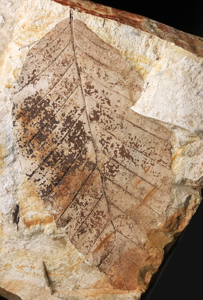 88ミリに達するビッグサイズ！素晴らしい保存状態、岩手県雫石町用ノ沢産、木の葉化石（その1）