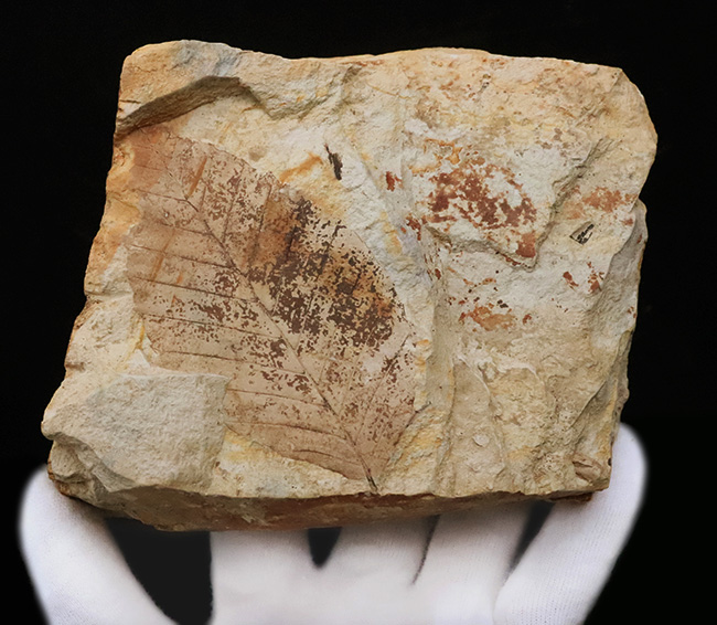 88ミリに達するビッグサイズ！素晴らしい保存状態、岩手県雫石町用ノ沢産、木の葉化石（その2）