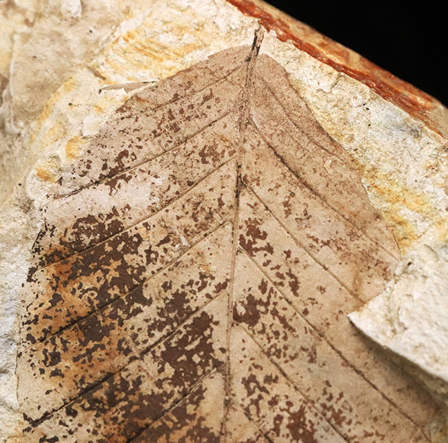 88ミリに達するビッグサイズ！素晴らしい保存状態、岩手県雫石町用ノ沢産、木の葉化石（その3）