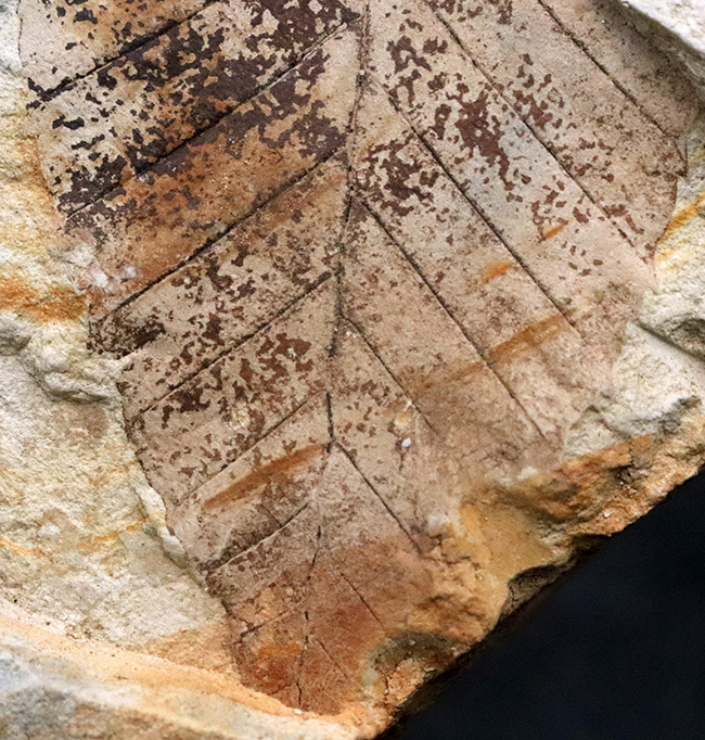 88ミリに達するビッグサイズ！素晴らしい保存状態、岩手県雫石町用ノ沢産、木の葉化石（その4）