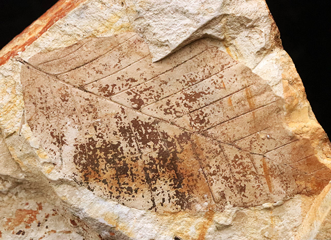 88ミリに達するビッグサイズ！素晴らしい保存状態、岩手県雫石町用ノ沢産、木の葉化石（その5）