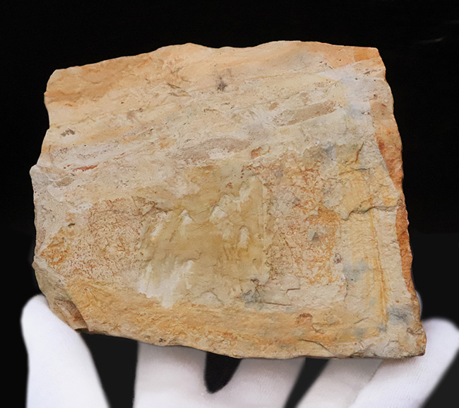 88ミリに達するビッグサイズ！素晴らしい保存状態、岩手県雫石町用ノ沢産、木の葉化石（その6）