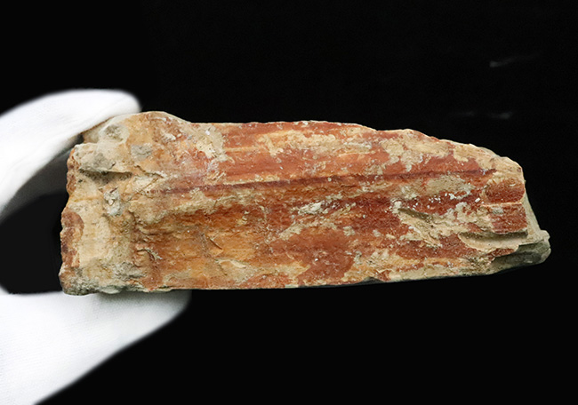 88ミリに達するビッグサイズ！素晴らしい保存状態、岩手県雫石町用ノ沢産、木の葉化石（その7）