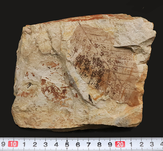 88ミリに達するビッグサイズ！素晴らしい保存状態、岩手県雫石町用ノ沢産、木の葉化石（その8）