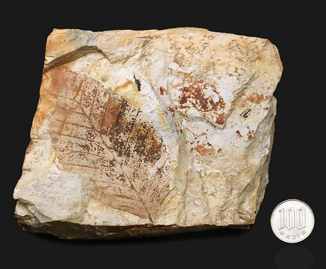 88ミリに達するビッグサイズ！素晴らしい保存状態、岩手県雫石町用ノ沢産、木の葉化石（その9）