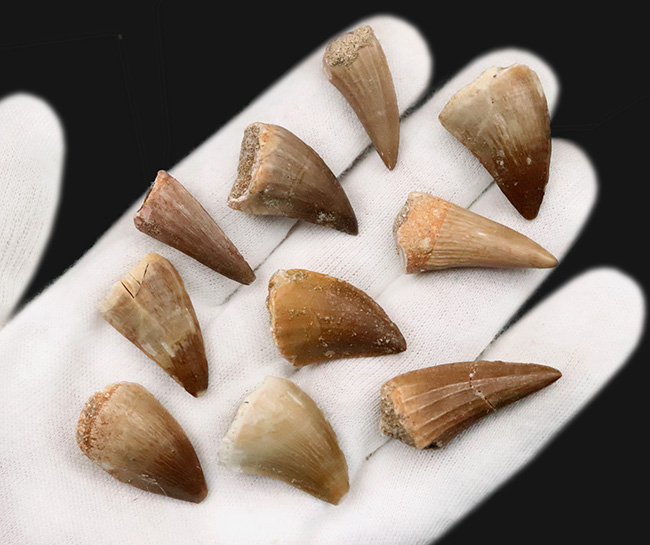【上質個体を厳選・10本セット】白亜紀後期の海生爬虫類 モササウルス（Mosasaurus）類の歯化石｜平均約25ミリ、形状差を見比べて楽しめる標本セット（その2）