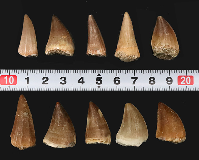 【上質個体を厳選・10本セット】白亜紀後期の海生爬虫類 モササウルス（Mosasaurus）類の歯化石｜平均約25ミリ、形状差を見比べて楽しめる標本セット（その3）