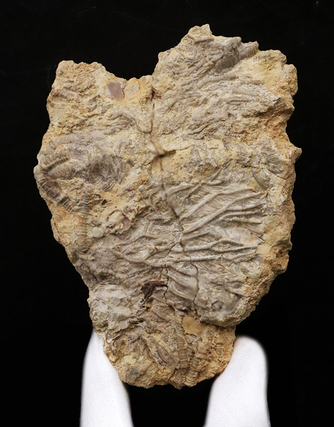 ベリーレア！米国オクラホマ州産のオルドビス紀のウミユリ化石（Pararchaeocrinus decoratus）（その2）