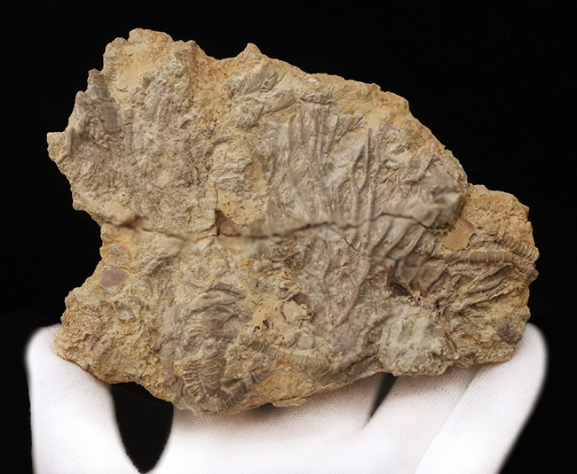 ベリーレア！米国オクラホマ州産のオルドビス紀のウミユリ化石（Pararchaeocrinus decoratus）（その3）