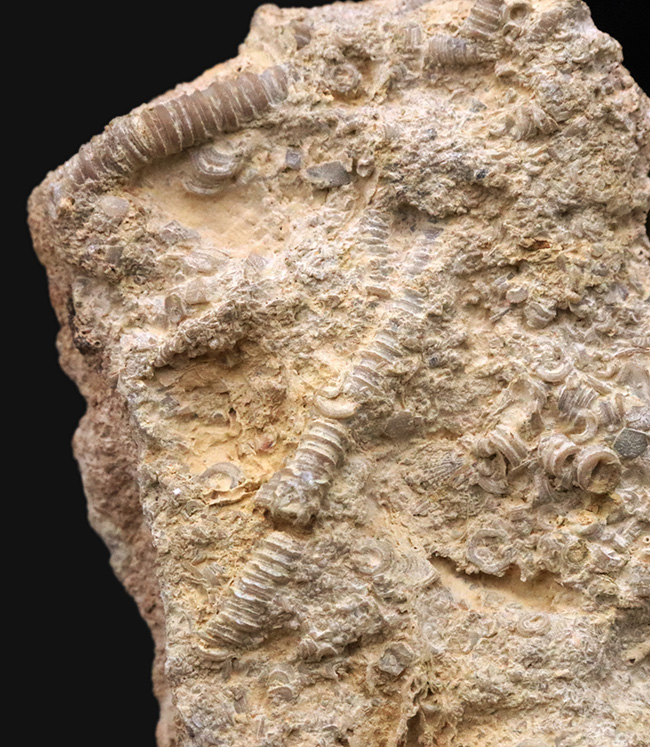 ベリーレア！米国オクラホマ州産のオルドビス紀のウミユリ化石（Pararchaeocrinus decoratus）（その4）