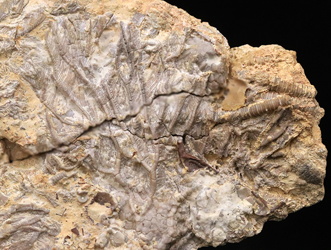 ベリーレア！米国オクラホマ州産のオルドビス紀のウミユリ化石（Pararchaeocrinus decoratus）（その5）