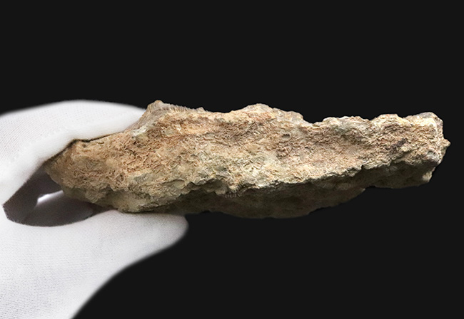 ベリーレア！米国オクラホマ州産のオルドビス紀のウミユリ化石（Pararchaeocrinus decoratus）（その7）