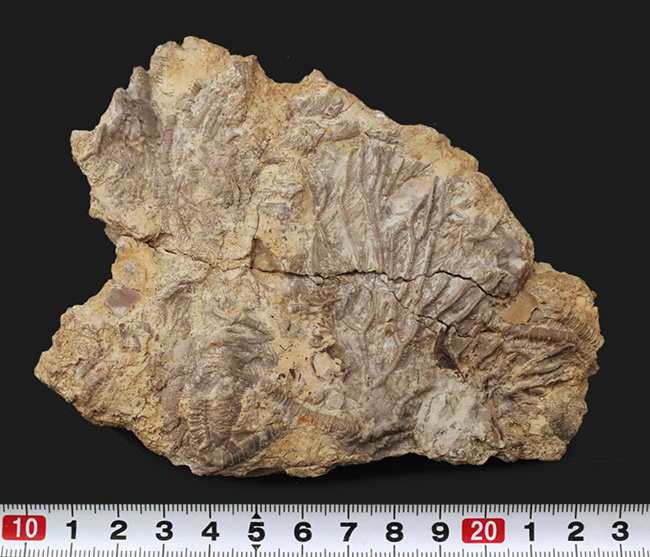 ベリーレア！米国オクラホマ州産のオルドビス紀のウミユリ化石（Pararchaeocrinus decoratus）（その8）