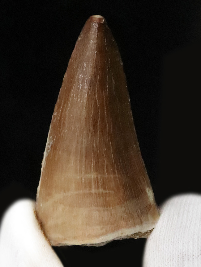 上質美品！白亜紀後期にかけて、海中の頂点捕食者として君臨した