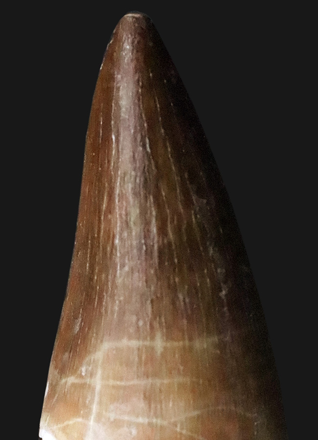 上質美品！白亜紀後期にかけて、海中の頂点捕食者として君臨した