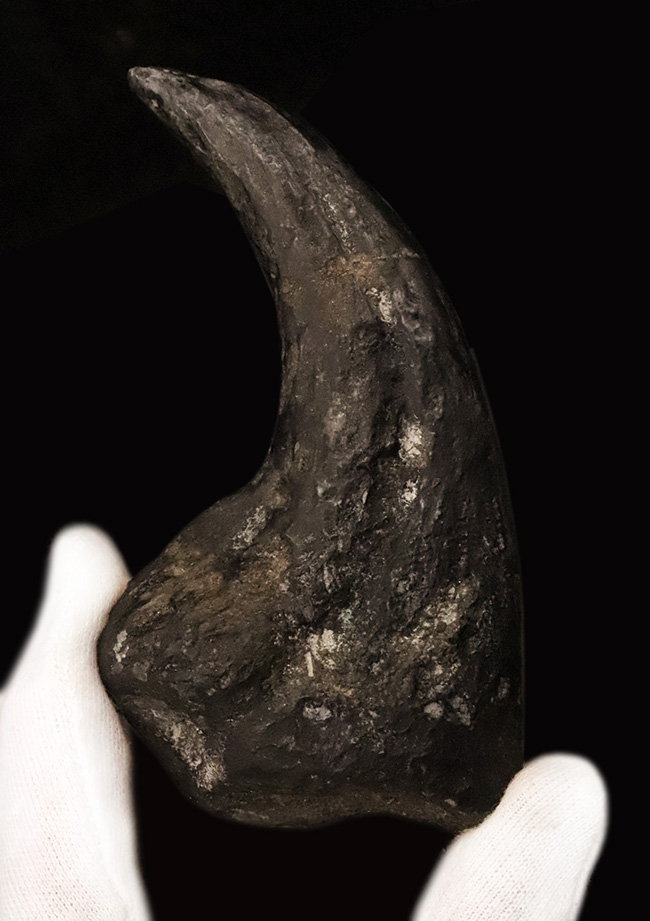 17年の社史でわずか2点目!恐竜化石コレクター垂涎の逸品…アロサウルス(Allosaurus fragilis)“ハンドクロウ(手爪)”の化石(その1)