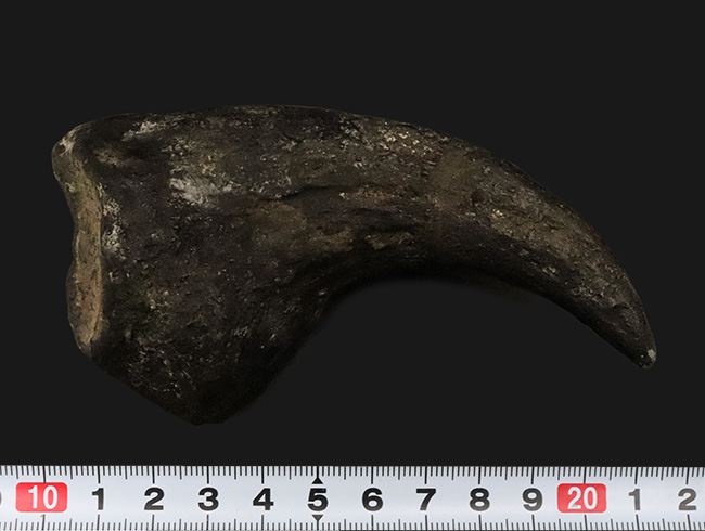 17年の社史でわずか2点目!恐竜化石コレクター垂涎の逸品…アロサウルス(Allosaurus fragilis)“ハンドクロウ(手爪)”の化石(その10)