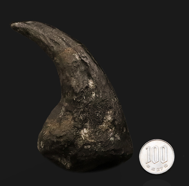 17年の社史でわずか2点目!恐竜化石コレクター垂涎の逸品…アロサウルス(Allosaurus fragilis)“ハンドクロウ(手爪)”の化石(その11)