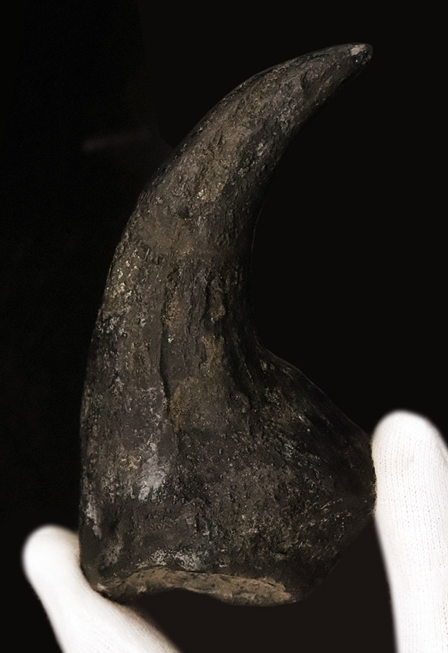 17年の社史でわずか2点目!恐竜化石コレクター垂涎の逸品…アロサウルス(Allosaurus fragilis)“ハンドクロウ(手爪)”の化石(その2)