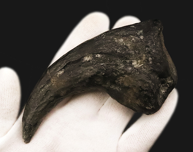 17年の社史でわずか2点目!恐竜化石コレクター垂涎の逸品…アロサウルス(Allosaurus fragilis)“ハンドクロウ(手爪)”の化石(その3)