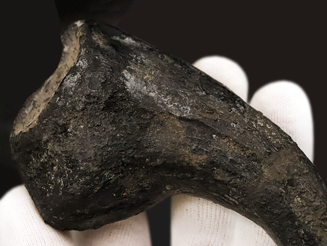 17年の社史でわずか2点目!恐竜化石コレクター垂涎の逸品…アロサウルス(Allosaurus fragilis)“ハンドクロウ(手爪)”の化石(その4)
