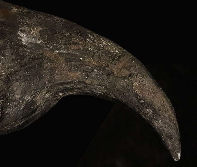 17年の社史でわずか2点目!恐竜化石コレクター垂涎の逸品…アロサウルス(Allosaurus fragilis)“ハンドクロウ(手爪)”の化石(その6)