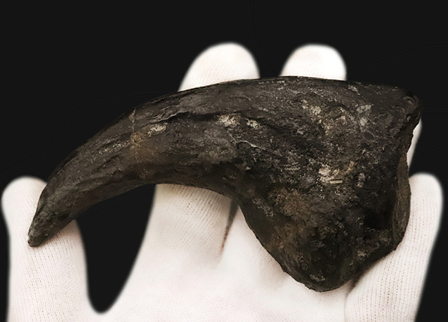 17年の社史でわずか2点目!恐竜化石コレクター垂涎の逸品…アロサウルス(Allosaurus fragilis)“ハンドクロウ(手爪)”の化石(その7)