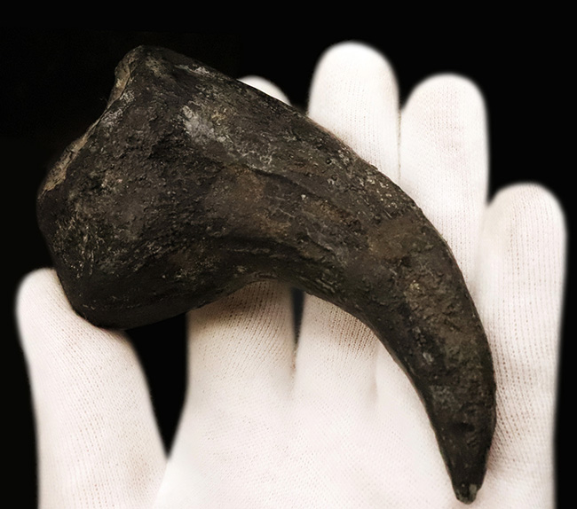 17年の社史でわずか2点目!恐竜化石コレクター垂涎の逸品…アロサウルス(Allosaurus fragilis)“ハンドクロウ(手爪)”の化石(その8)