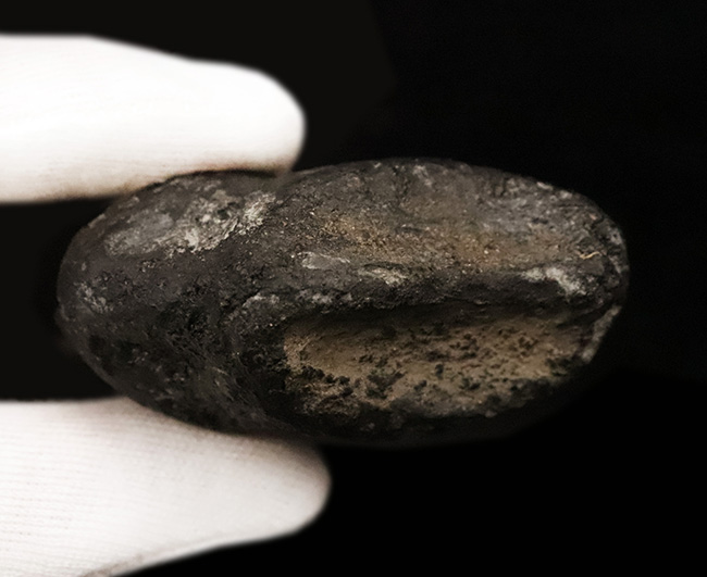 17年の社史でわずか2点目!恐竜化石コレクター垂涎の逸品…アロサウルス(Allosaurus fragilis)“ハンドクロウ(手爪)”の化石(その9)