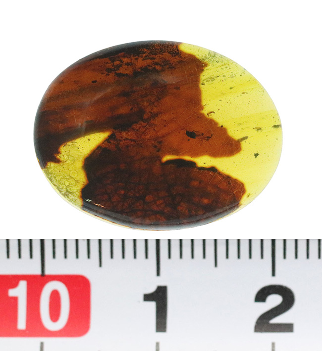 葉脈まで見える!大きな葉が内包された約1億年前の琥珀、バーマイト(Burmite)(その10)