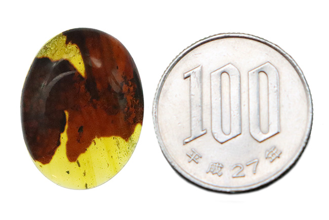 葉脈まで見える!大きな葉が内包された約1億年前の琥珀、バーマイト(Burmite)(その11)