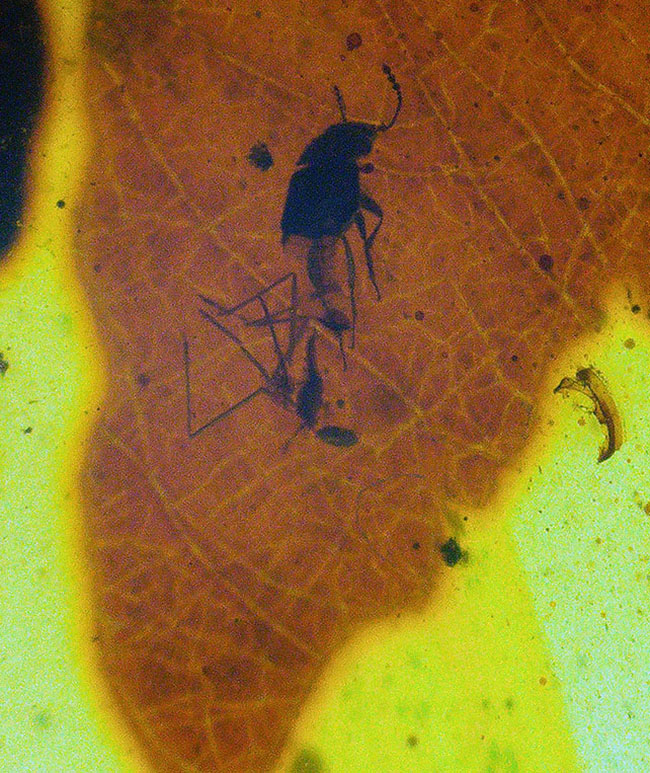 葉脈まで見える!大きな葉が内包された約1億年前の琥珀、バーマイト(Burmite)(その2)