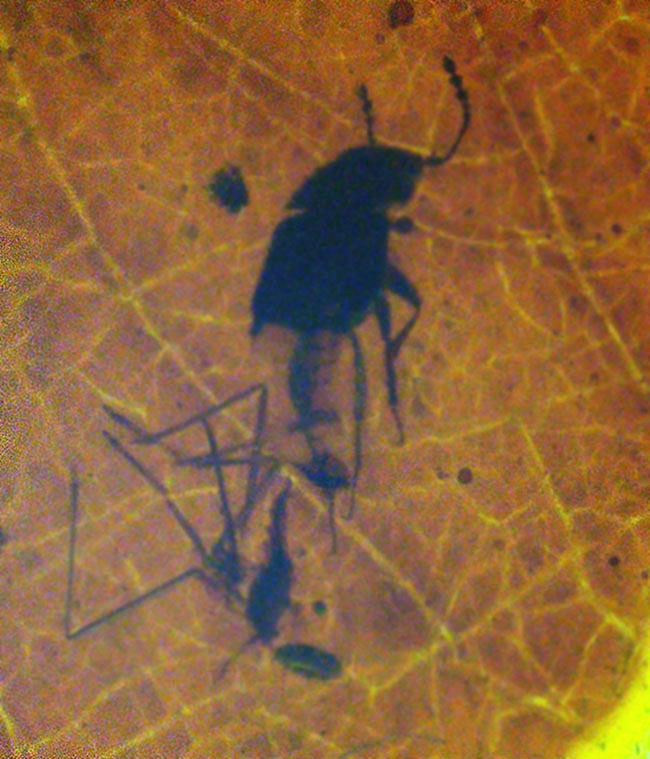 葉脈まで見える!大きな葉が内包された約1億年前の琥珀、バーマイト(Burmite)(その7)