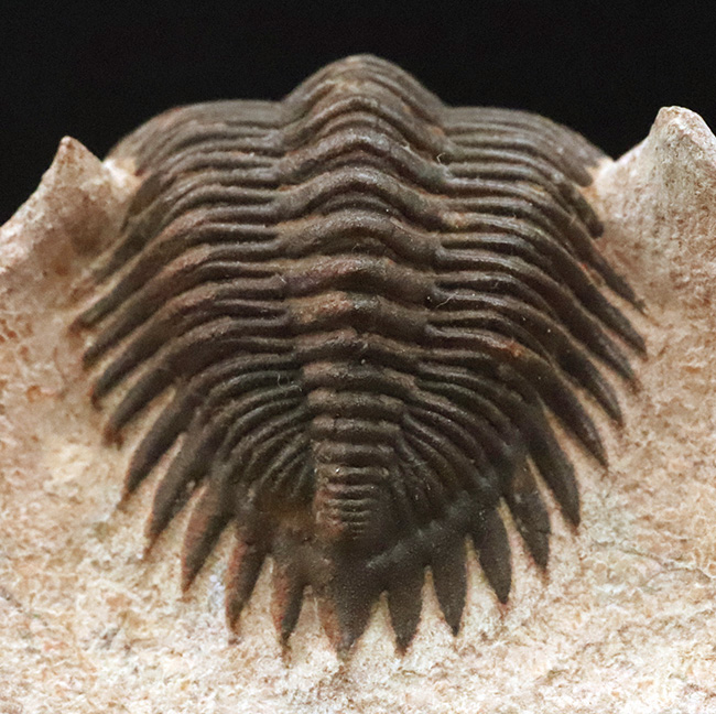 ベスト・オブ・ベスト、これぞ極上標本……モロッコ産デボン紀三葉虫、メタカンティナ（Metacanthina issoumourensis）の化石（その1）