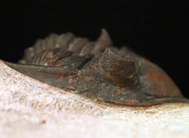 ベスト・オブ・ベスト、これぞ極上標本……モロッコ産デボン紀三葉虫、メタカンティナ（Metacanthina issoumourensis）の化石（その10）