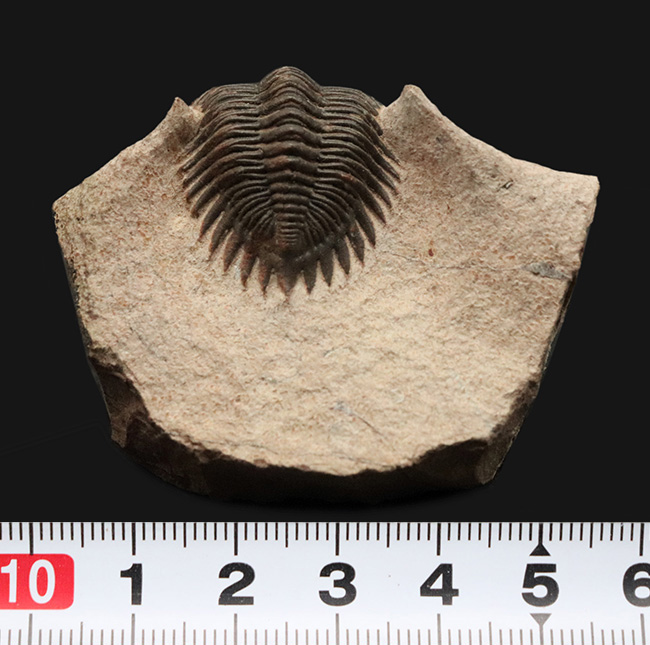 ベスト・オブ・ベスト、これぞ極上標本……モロッコ産デボン紀三葉虫、メタカンティナ（Metacanthina issoumourensis）の化石（その13）