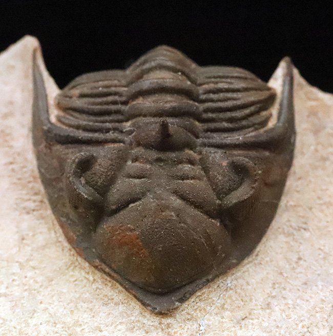 ベスト・オブ・ベスト、これぞ極上標本……モロッコ産デボン紀三葉虫、メタカンティナ（Metacanthina issoumourensis）の化石（その2）