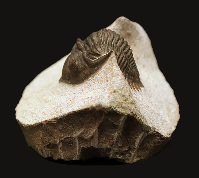 ベスト・オブ・ベスト、これぞ極上標本……モロッコ産デボン紀三葉虫、メタカンティナ（Metacanthina issoumourensis）の化石（その4）