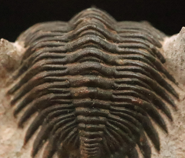 ベスト・オブ・ベスト、これぞ極上標本……モロッコ産デボン紀三葉虫、メタカンティナ（Metacanthina issoumourensis）の化石（その5）