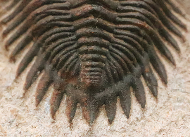 ベスト・オブ・ベスト、これぞ極上標本……モロッコ産デボン紀三葉虫、メタカンティナ（Metacanthina issoumourensis）の化石（その6）
