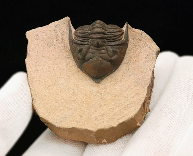 ベスト・オブ・ベスト、これぞ極上標本……モロッコ産デボン紀三葉虫、メタカンティナ（Metacanthina issoumourensis）の化石（その7）