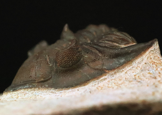 ベスト・オブ・ベスト、これぞ極上標本……モロッコ産デボン紀三葉虫、メタカンティナ（Metacanthina issoumourensis）の化石（その8）