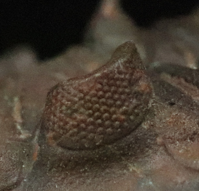 ベスト・オブ・ベスト、これぞ極上標本……モロッコ産デボン紀三葉虫、メタカンティナ（Metacanthina issoumourensis）の化石（その9）
